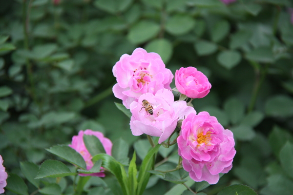 蜜蜂采花月季花图片