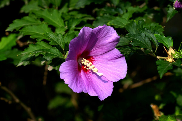 多彩芙蓉花