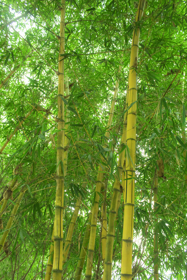 竹林竹子植物背景摄影图
