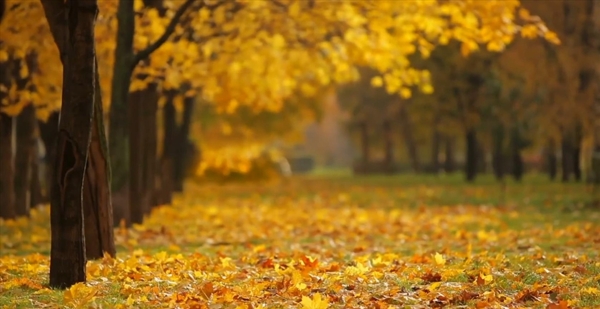秋天落叶的视频素材
