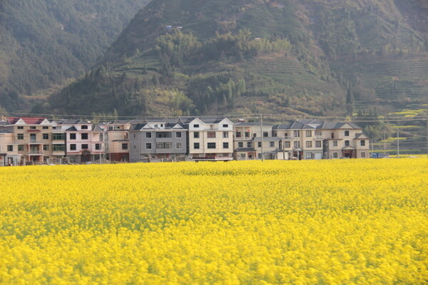 油菜花图片