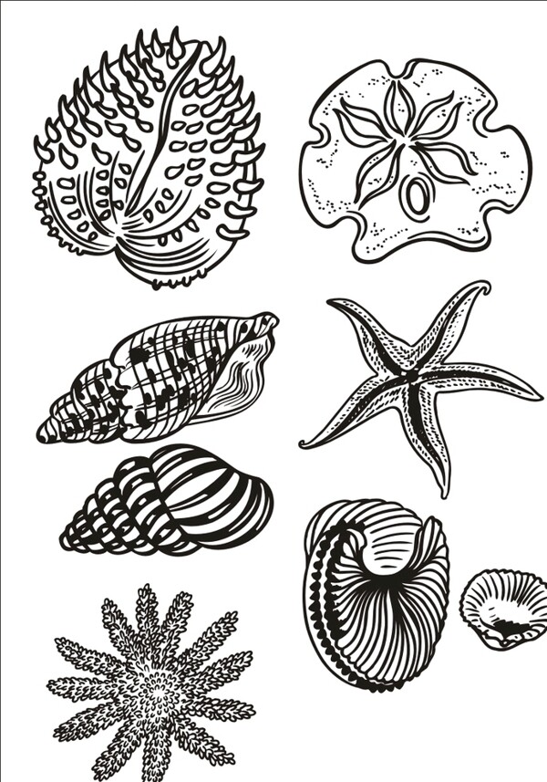 手绘海星海螺