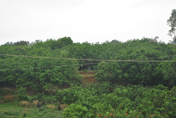 化橘红种植基地图片