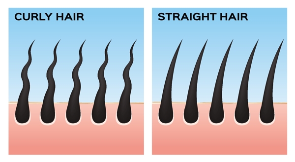 毛发毛囊洗发生发效果图矢量