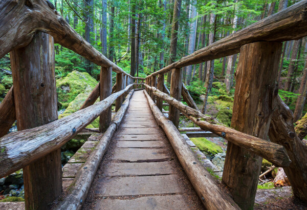 森林里的木桥图片