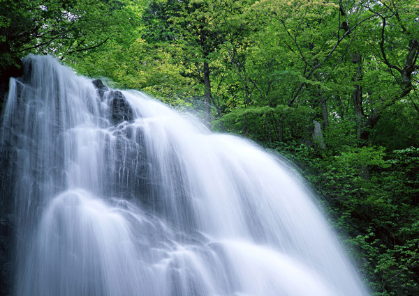 树植物水风景