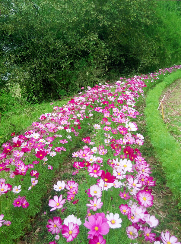 格桑花