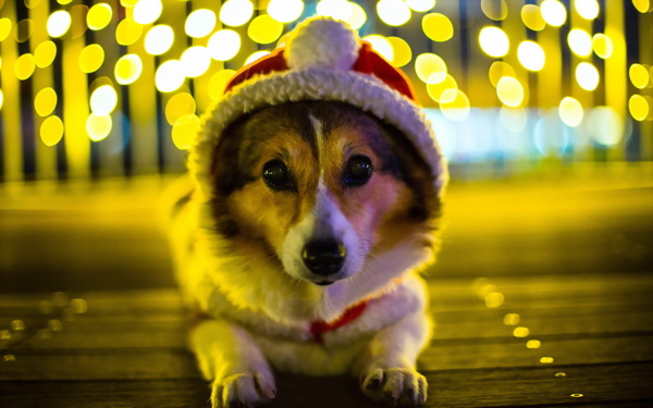 带圣诞帽的狗