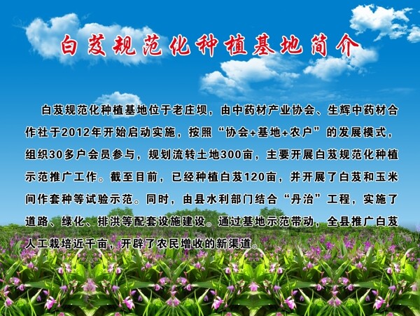 白芨简介图片