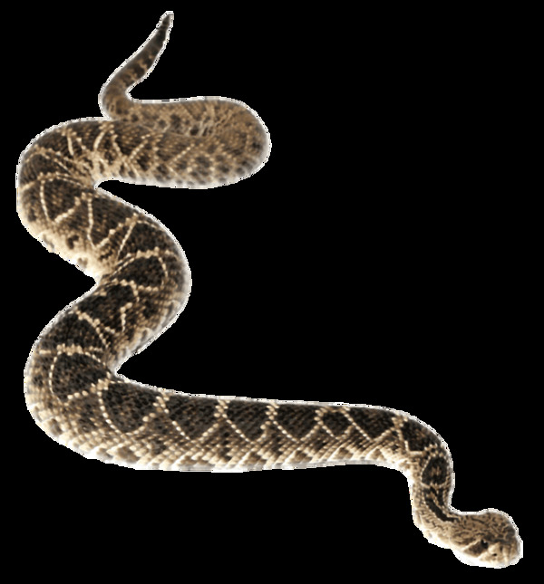 褐色漂亮斑纹的蛇免抠png透明素材