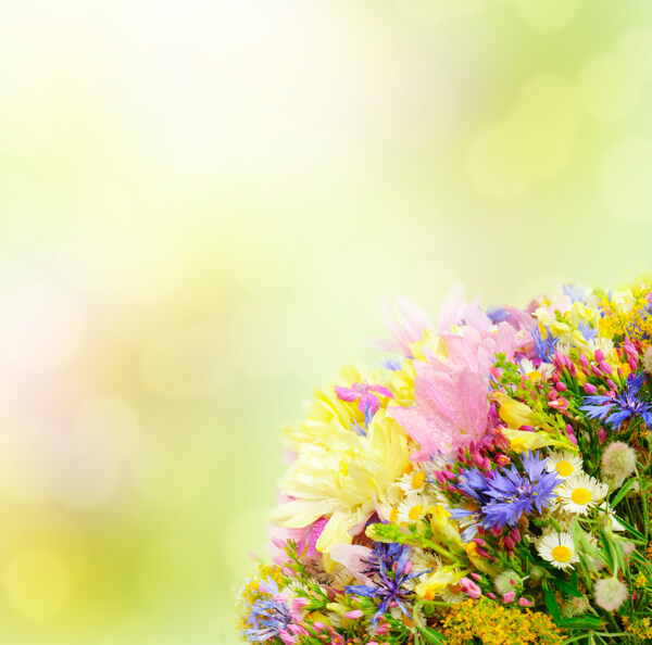 温馨花朵背景图片