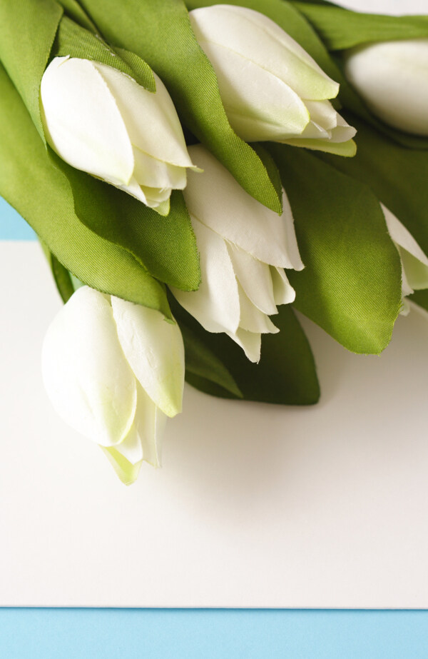 白色郁金香鲜花图片