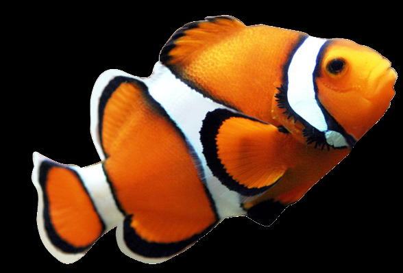 橙色花纹热带鱼类免抠png透明图层素材