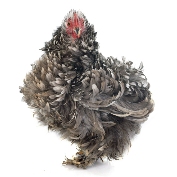 羽毛卷曲的母鸡图片