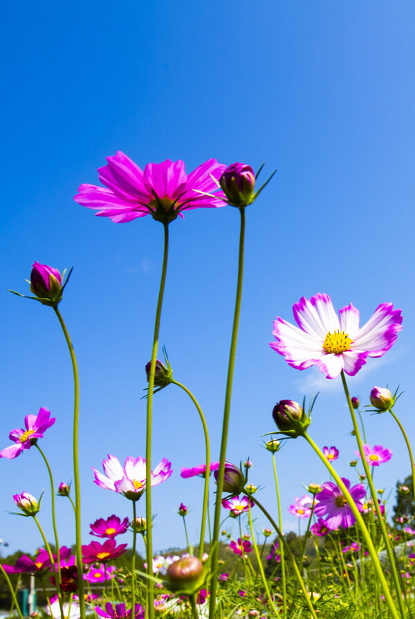 格桑花图片