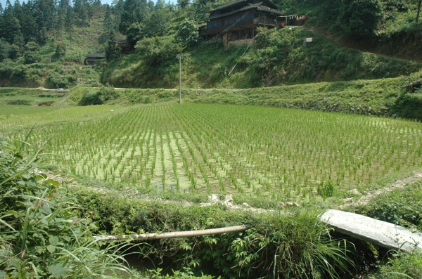 春天里的稻田图片