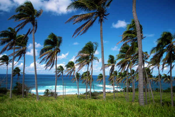 自然风景椰树图片