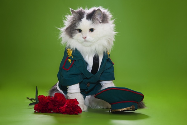 穿制服的猫和玫瑰花图片