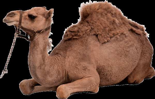 骆驼骆驼素材骆驼免抠