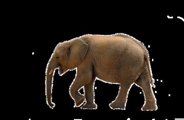 正在走路的大象图片免抠png透明图层素材