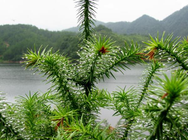 山水草大自然风景