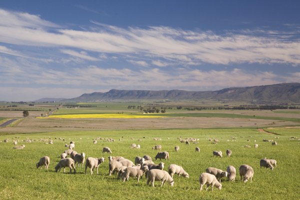 草原羊群大自然图片