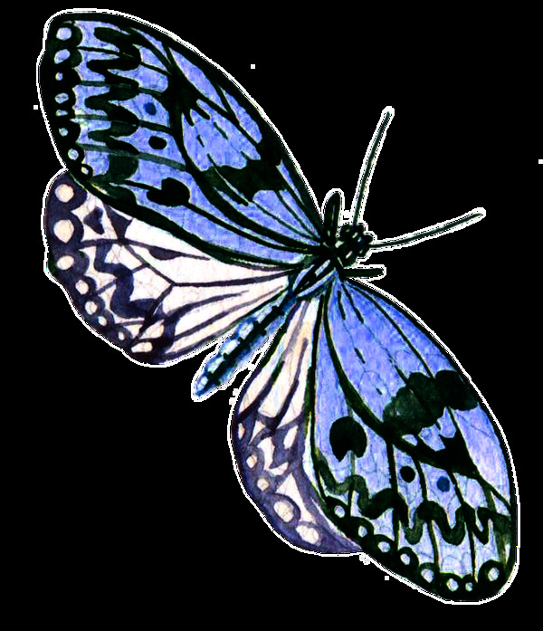 蓝翅蝴蝶卡通透明素材