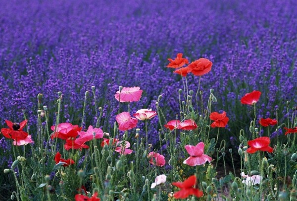 花花草草图片