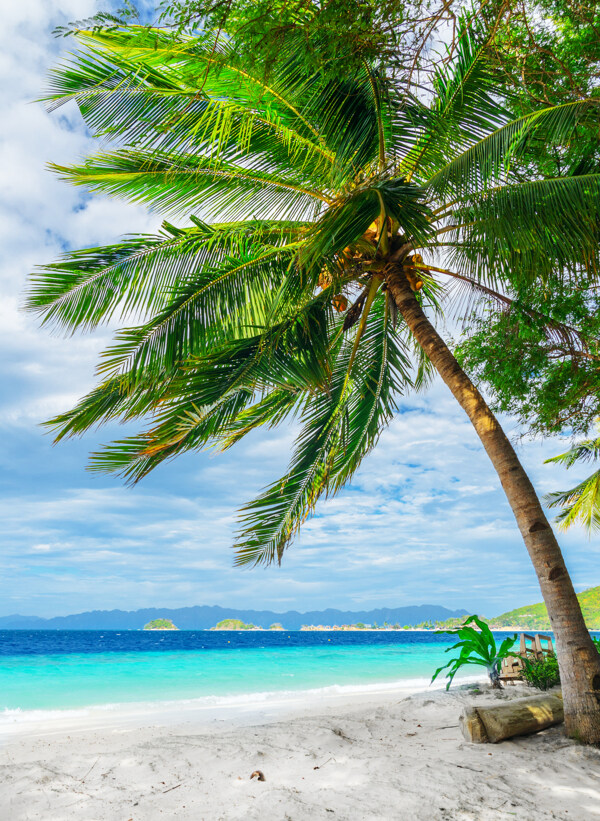 美丽海边椰子树风景图片