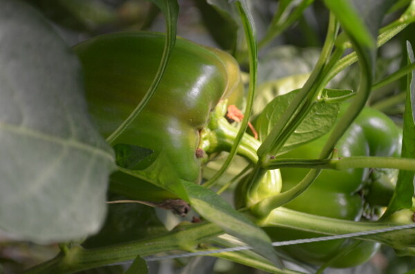 青椒农业农产品图片
