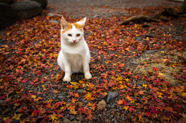 京都的猫图片