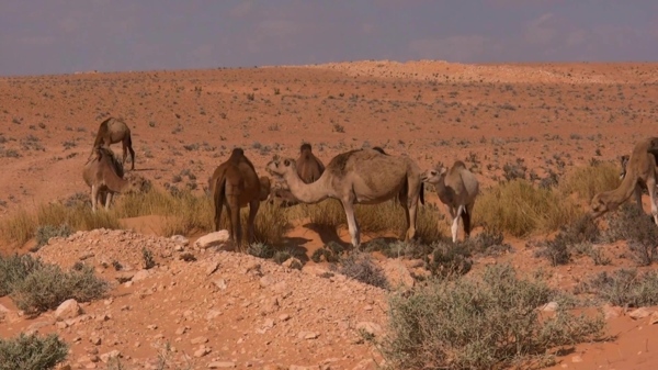 沙漠动物风景视频