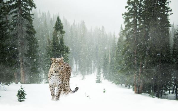 野生雪中豹子图片