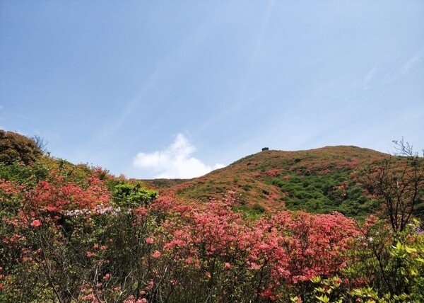 杜鹃花