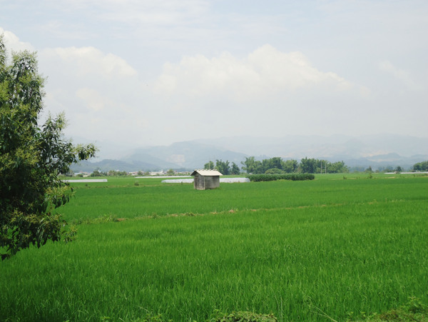 夏季农作物水稻图片