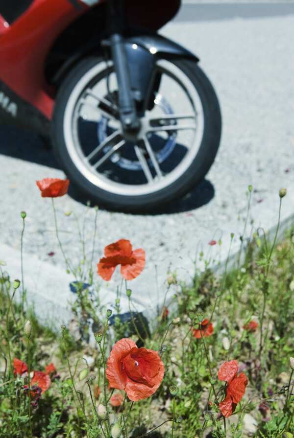 鲜花与摩托车