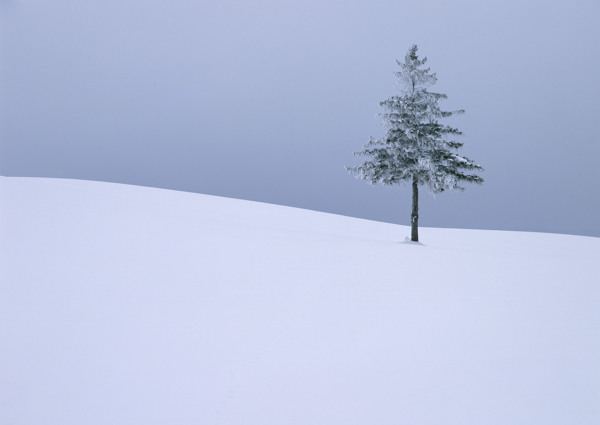 雪地里的一颗树图片