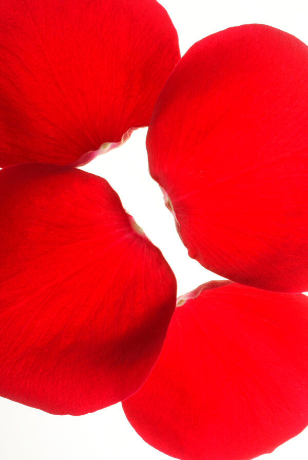 红玫瑰花瓣图片