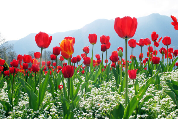 高清风景素材郁金香花丛