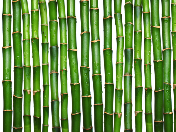 竹子绿竹水滴水珠图片