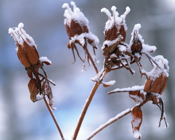 冬天雪景雪景大雪