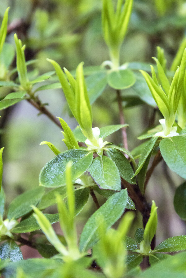 雨天春天的植物摄影