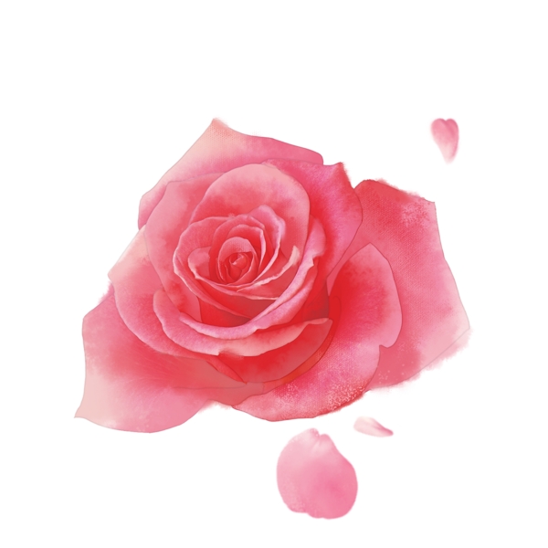 情人节水彩手绘玫瑰