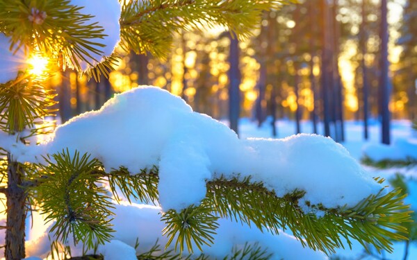 冬季树枝上积雪图片