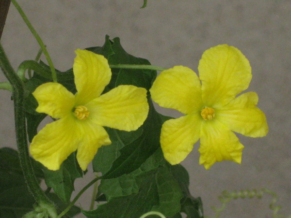两朵黄花