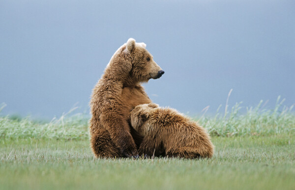 草地上的大熊小熊图片