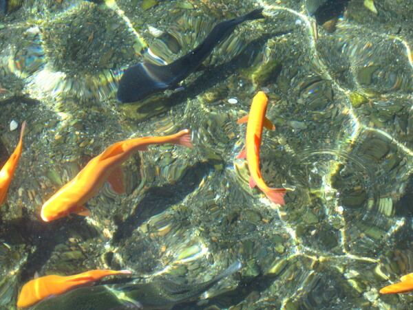 鱼在水中游图片