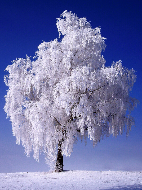 美丽的雪树图片