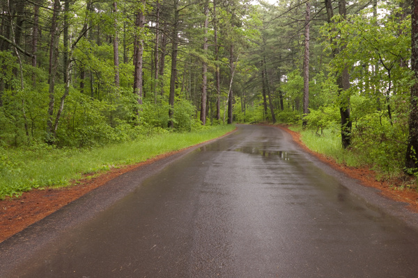 下过雨的公路和树林图片