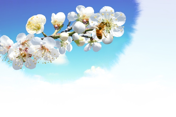 鲜花花朵蓝天白云蝴蝶春天